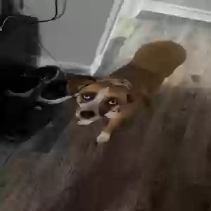 lost female dog violet