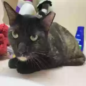lost female cat princess leia
