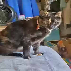 lost female cat mika