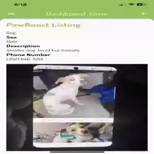 lost male dog cane