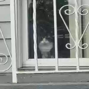 lost male cat norman