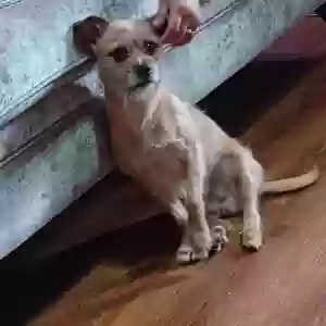 lost male dog shorty
