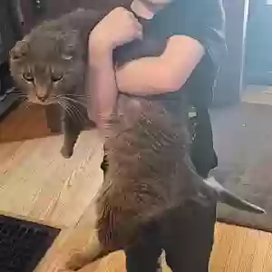 lost male cat starshine