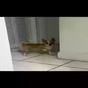 lost male dog winnie