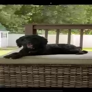 lost female dog drea