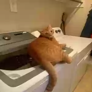 lost male cat cheeno