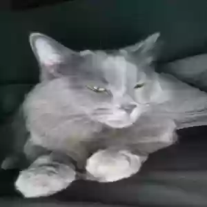 lost female cat bean
