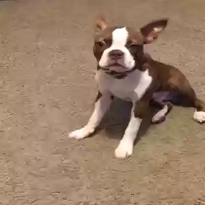 lost male dog mango