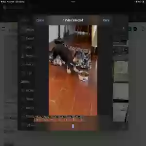 lost female dog sassy