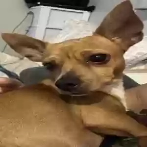 lost female dog nova