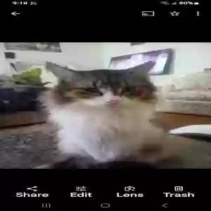 lost male cat ki