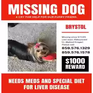 lost female dog brystol