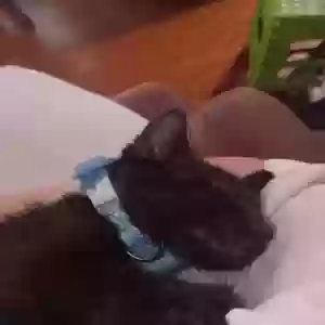 lost unknown cat preacher