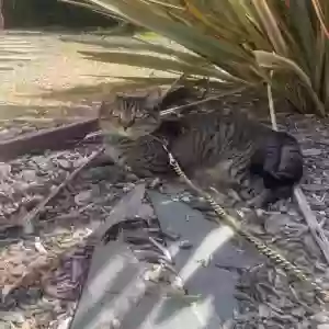 lost male cat louie