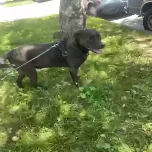 found male dog unknown