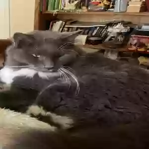 lost male cat socks