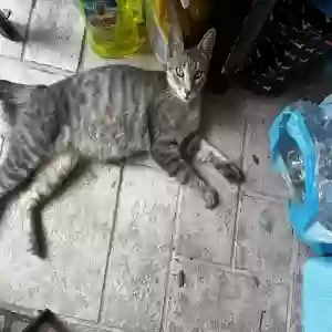 lost female cat miss kitty