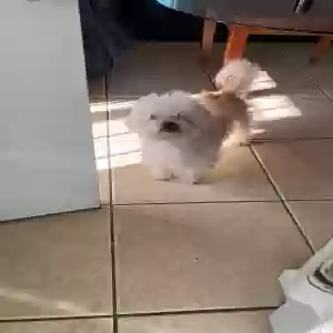 lost male dog milo