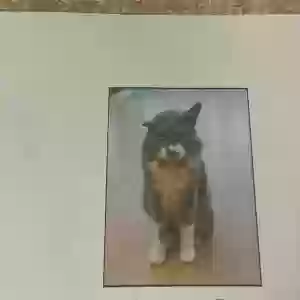 lost male cat uno