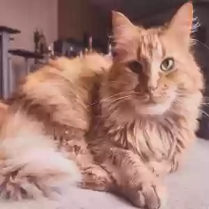 lost male cat oliver