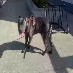 lost male dog blue