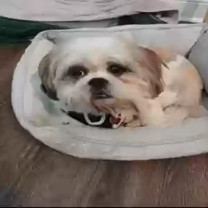 lost female dog jasmine