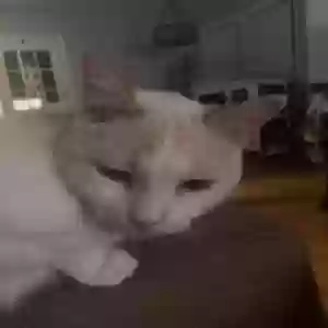 lost male cat tom
