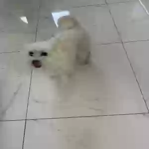 found male dog unknown