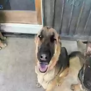 lost female dog daisy