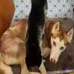 lost female dog rose