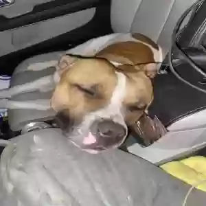 lost male dog max