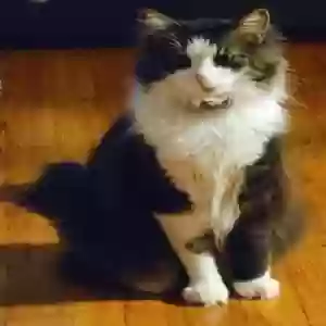 lost male cat hendrix