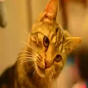 lost male cat kevin