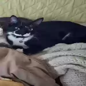 lost male cat scar