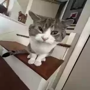 lost male cat bowie
