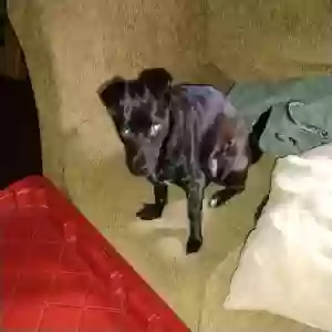 lost male dog unknown