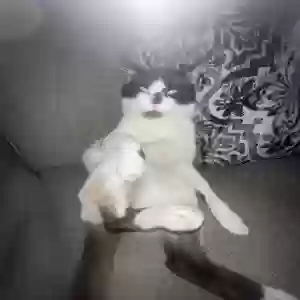 lost male cat ringo