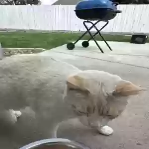 lost unknown cat yeyo