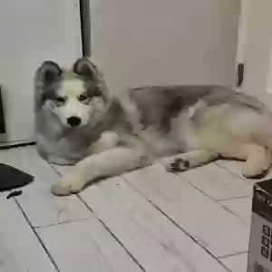 lost female dog millie