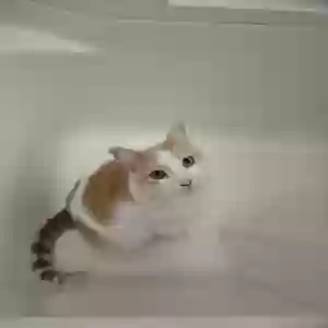 lost male cat flash