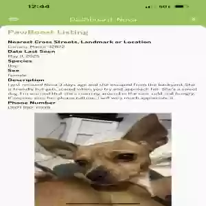 lost female dog nova