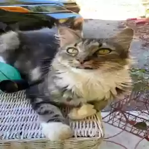lost male cat murphy
