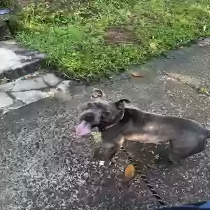 found female dog unknown