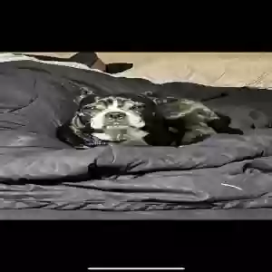 lost male dog tito