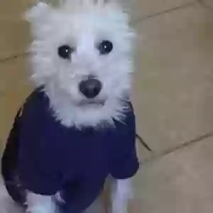lost male dog russell marquez