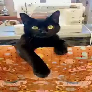 lost female cat kismet