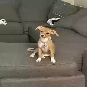 lost female dog annie
