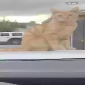 lost male cat simba