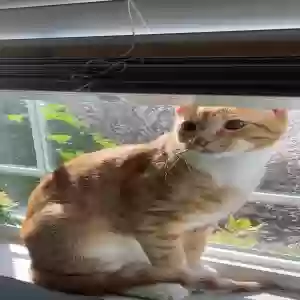 lost male cat pepper