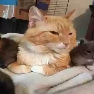 lost male cat yuroki